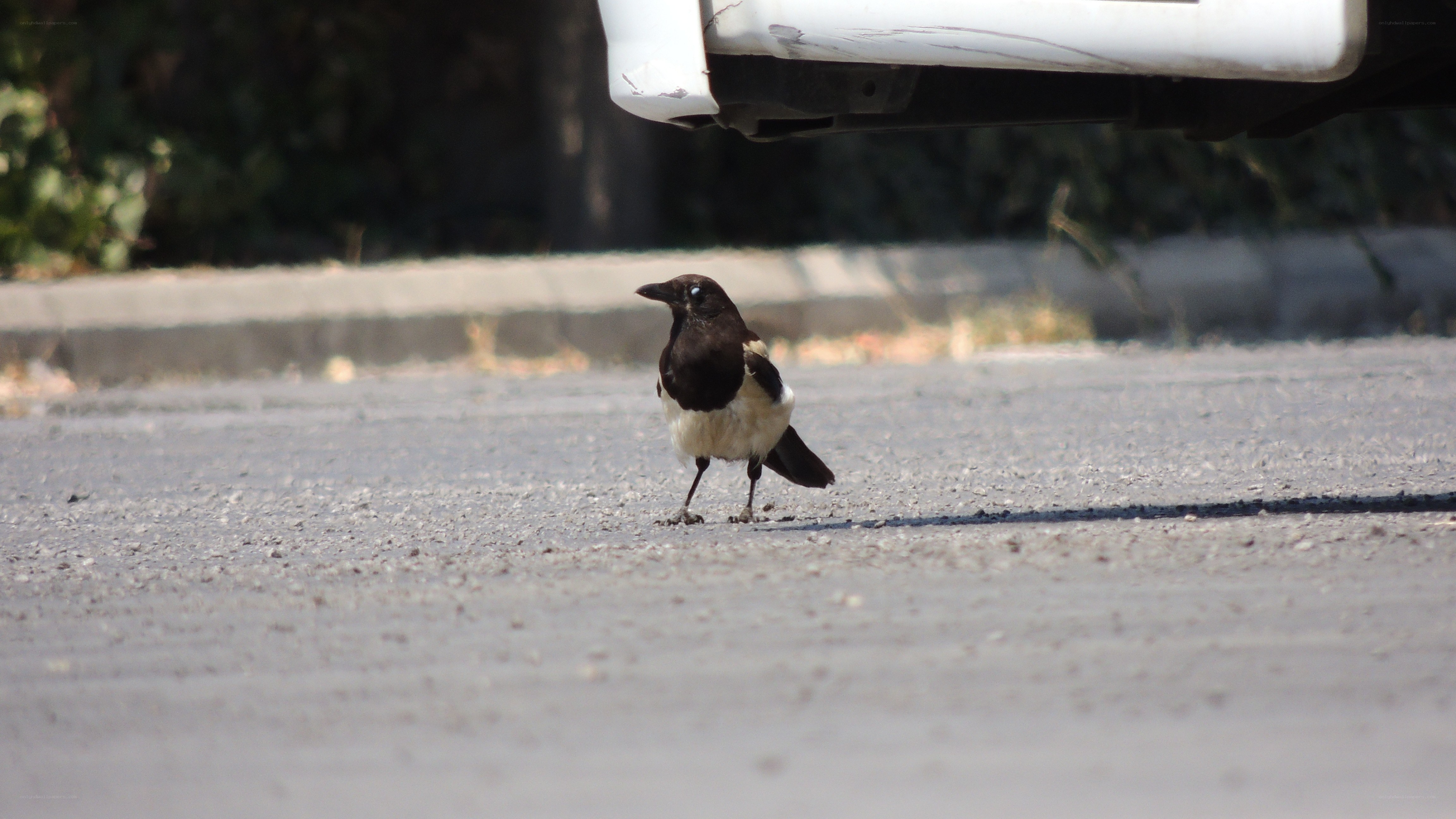 Magpie on a road