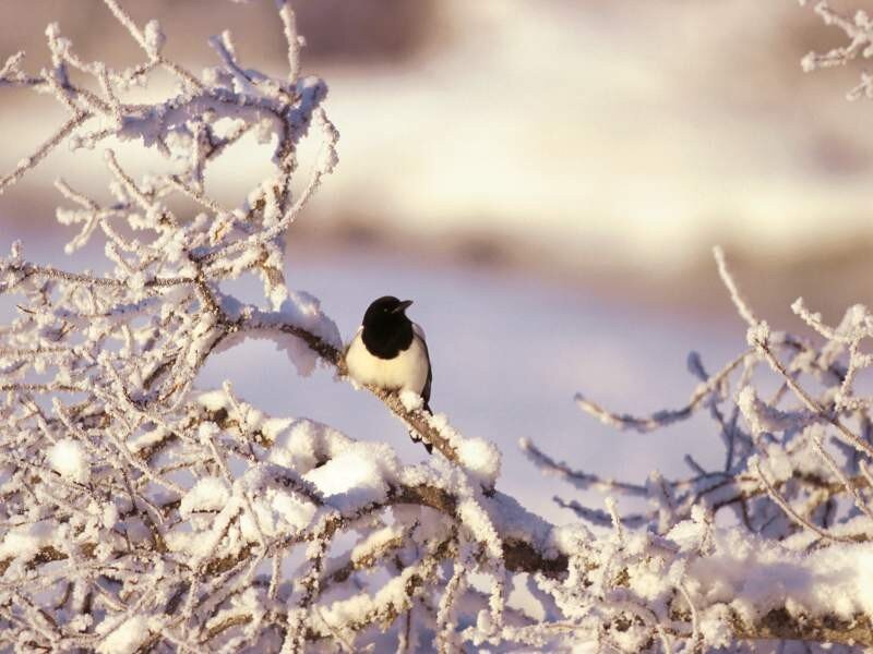 Magpie on a snowy branch