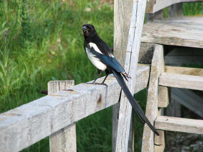 Magpie on a wooden fence