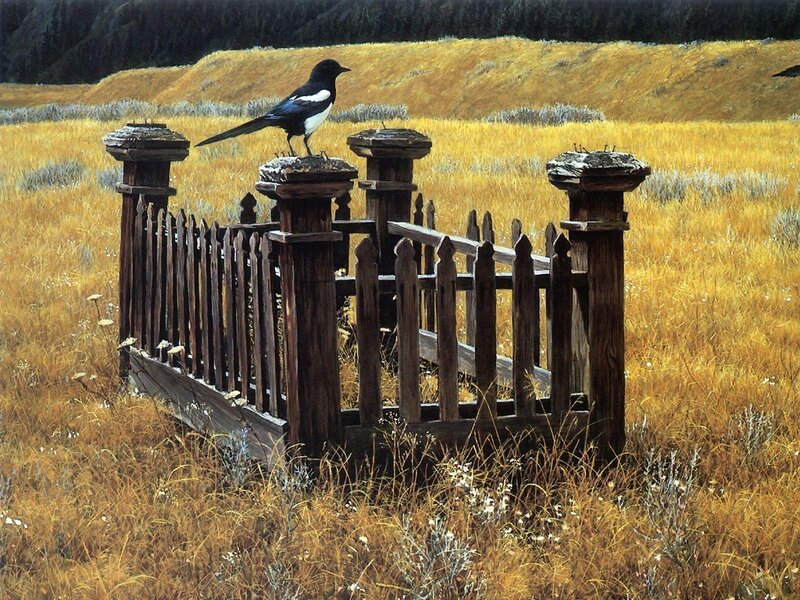 Magpie on a wooden fence