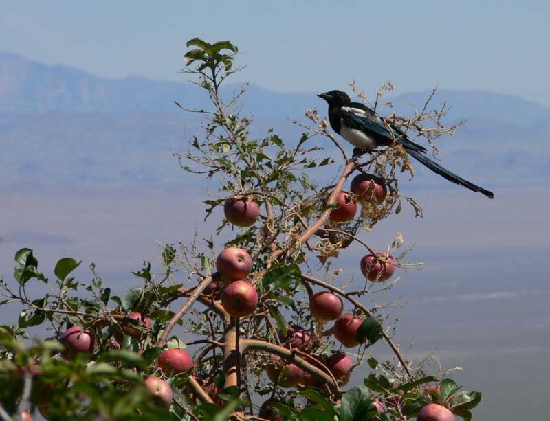 Magpie on Apple Tree