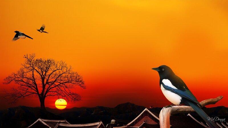Magpie on Branch