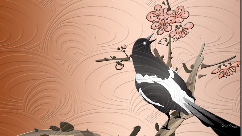 Magpie on Cherry Branch