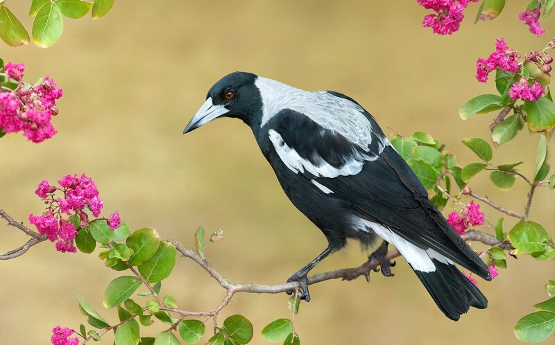 Magpie on Flowering Branch — Black