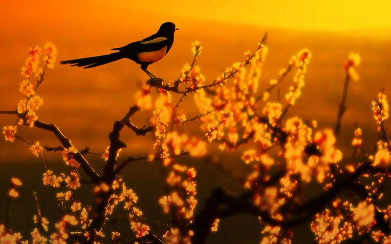 Magpie on Flowering Branch