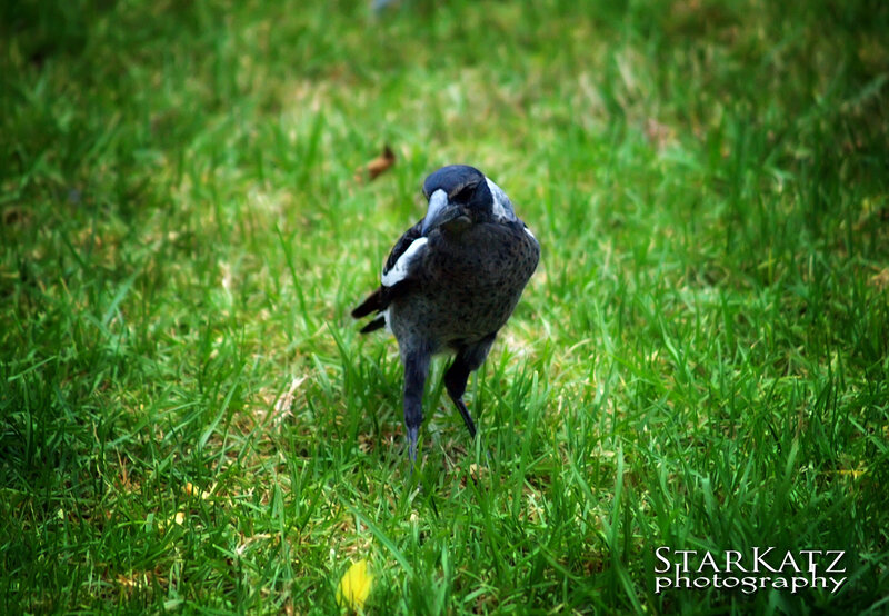 Magpie on Grass — Green
