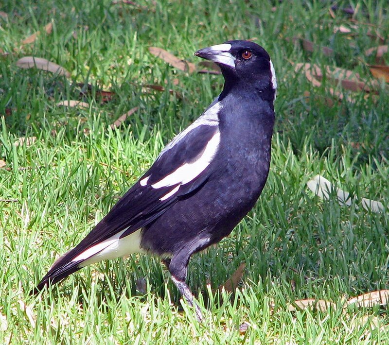 magpie on grass