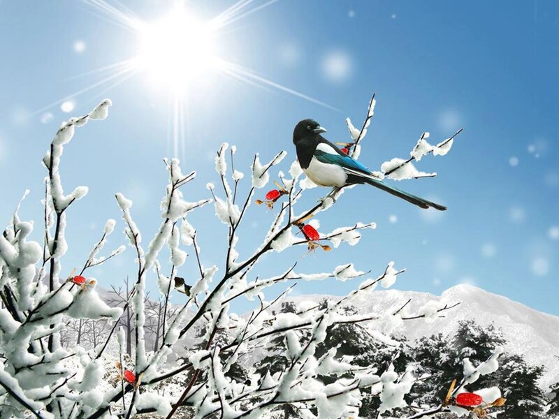 Magpie on Snowy Branch — Blue