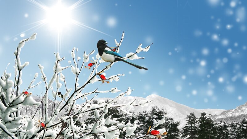 Magpie on Snowy Branch