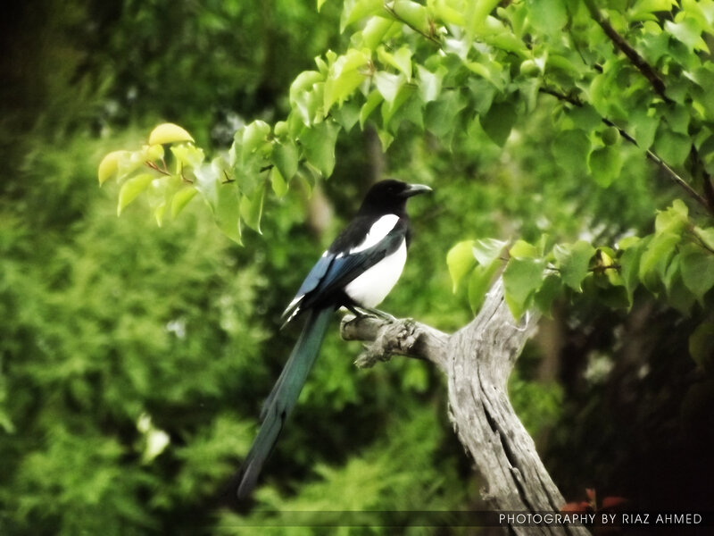 Magpie on Tree Branch