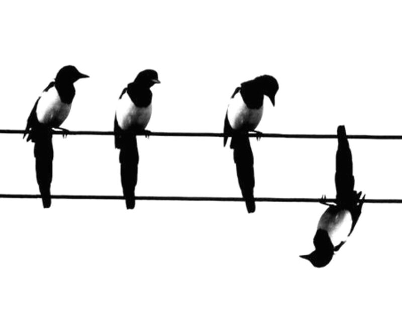 Magpies on Wires