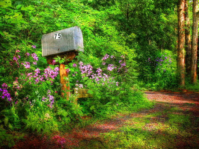 Mailbox with Purple Flowers