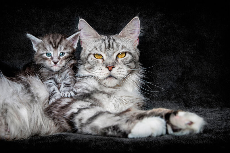 Maine Coon Cat and Kitten