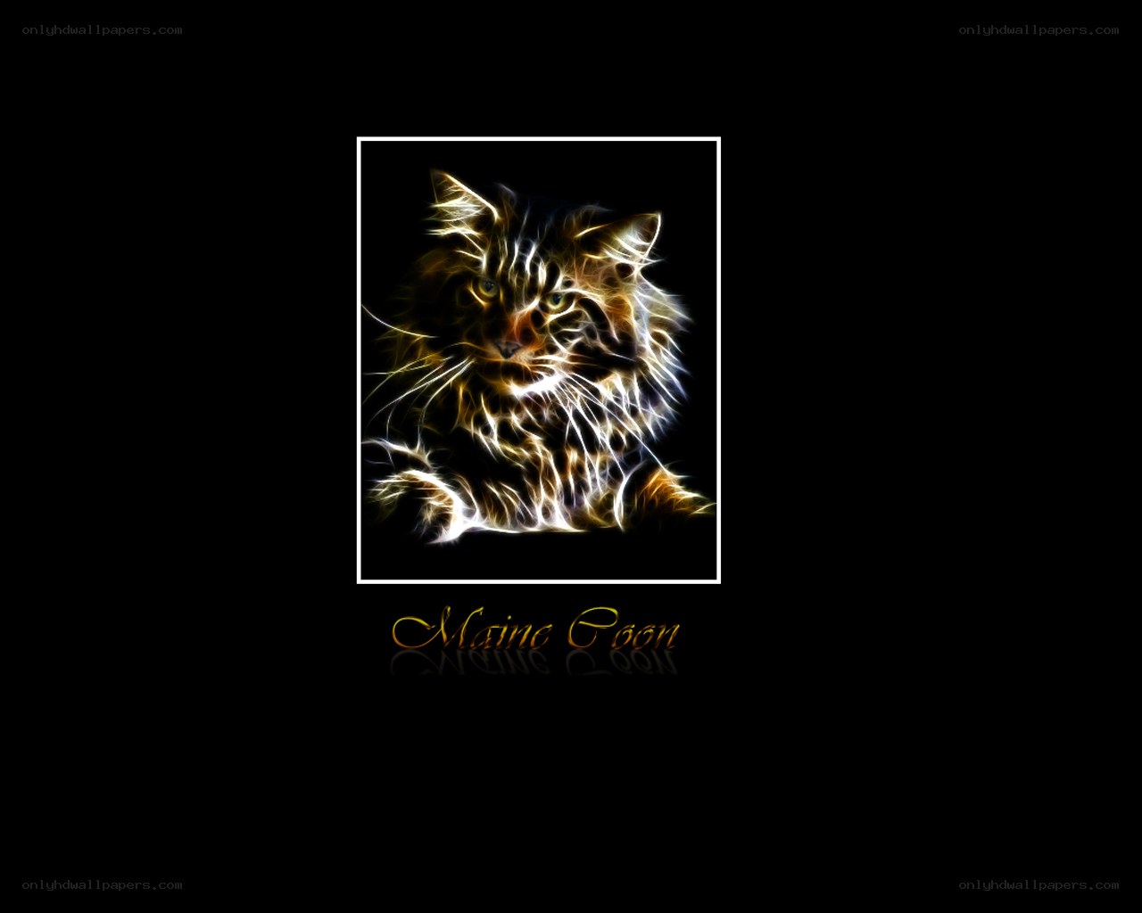 Maine Coon cat artwork