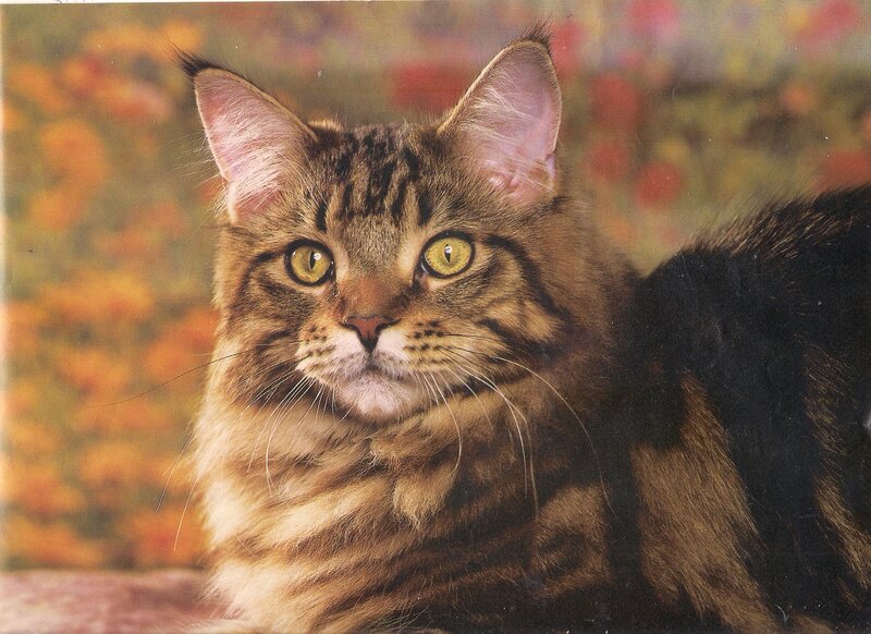 Maine Coon Cat — Brown, Calm, Autumn