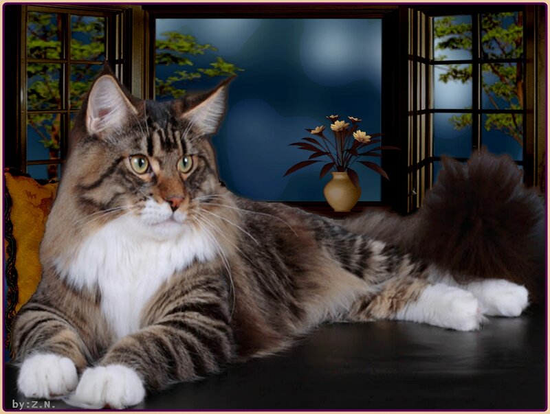 Maine Coon Cat — Brown, Calm, Night