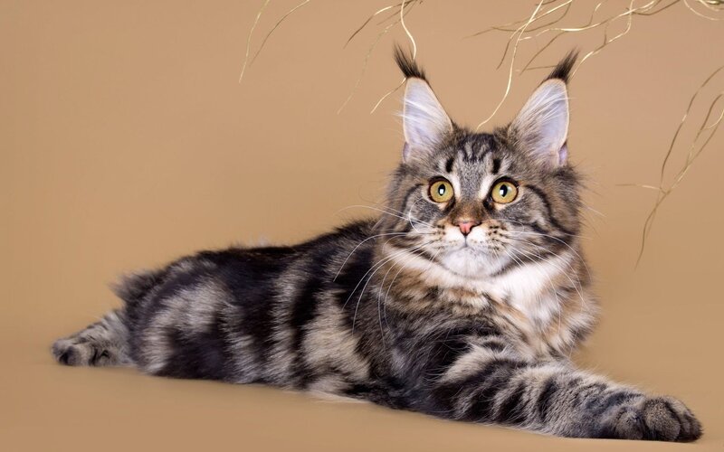 Maine Coon Cat — Brown, Calm, Photograph, Branches