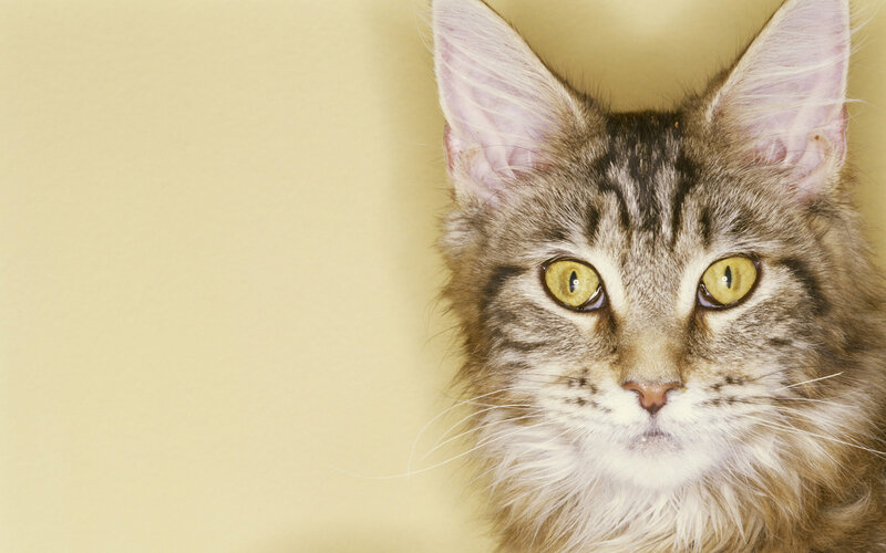 Maine Coon Cat — Brown, Calm, Photograph, Ears