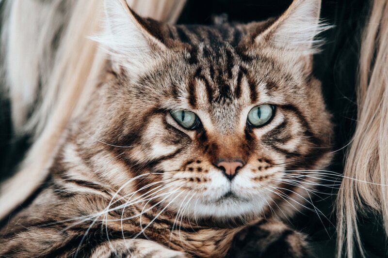 Maine Coon Cat — Brown, Calm, Photograph, Hair