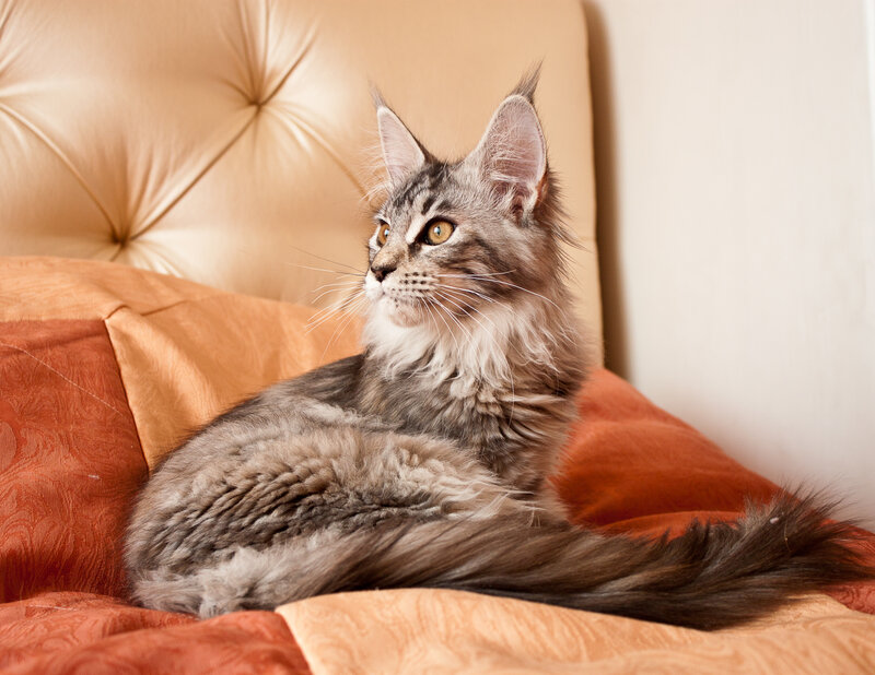 Maine Coon Cat — Brown, Calm, Photograph