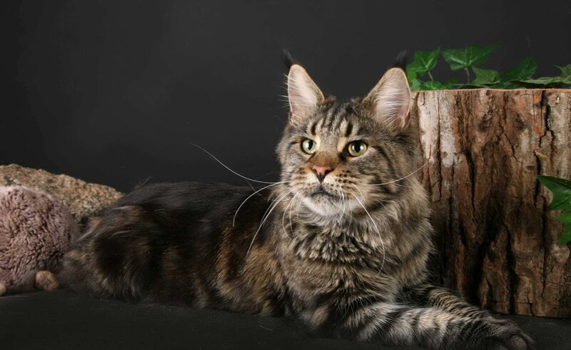 Maine Coon Cat — Brown, Calm, Photograph, Tree Stump