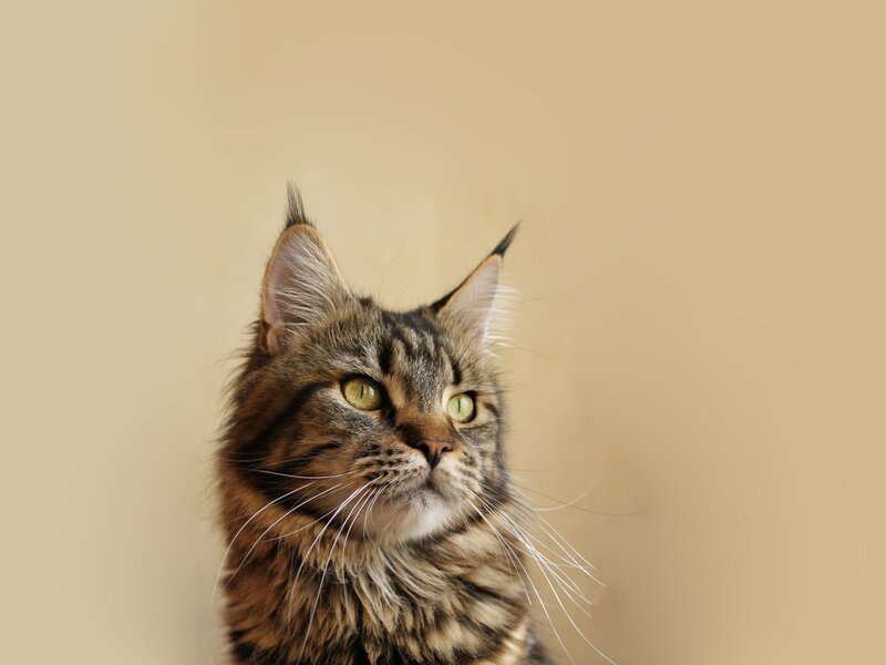 Maine Coon Cat — Brown, Calm, Photograph, Whiskers