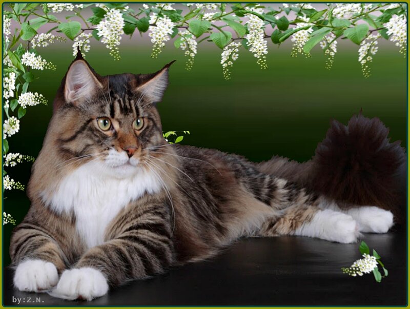 Maine Coon Cat — Brown, Calm, Spring