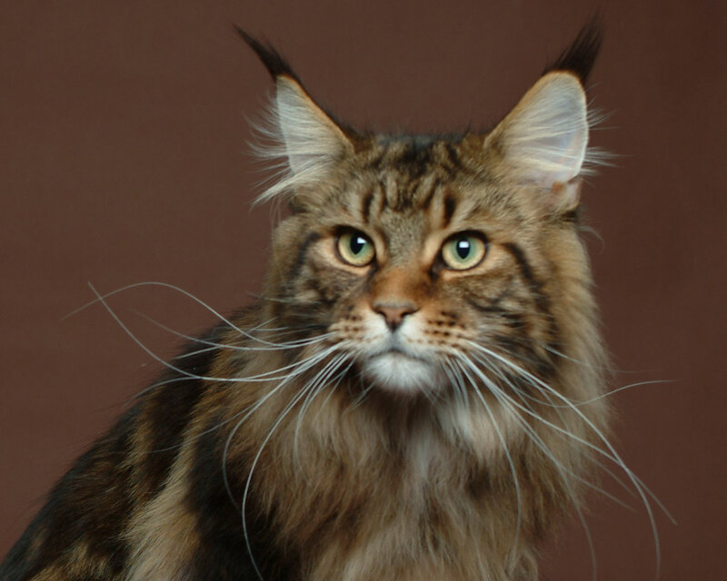 Maine Coon Cat — Brown, Calm