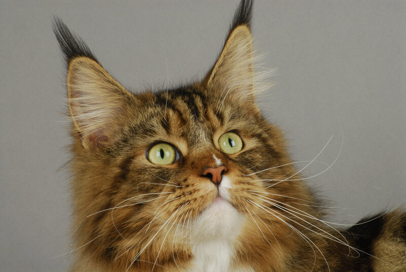 Maine Coon Cat — Brown, Curious
