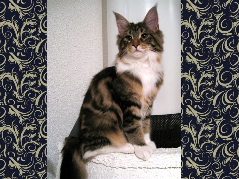 Maine Coon Cat — Brown