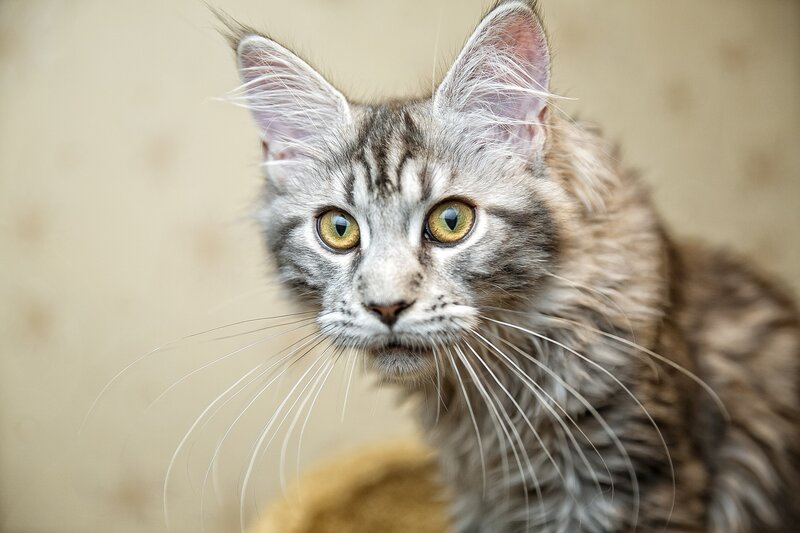 Maine Coon Cat — Gray, Alert