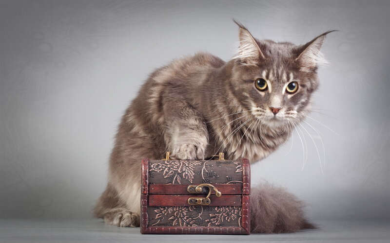 Maine Coon Cat — Gray, Curious