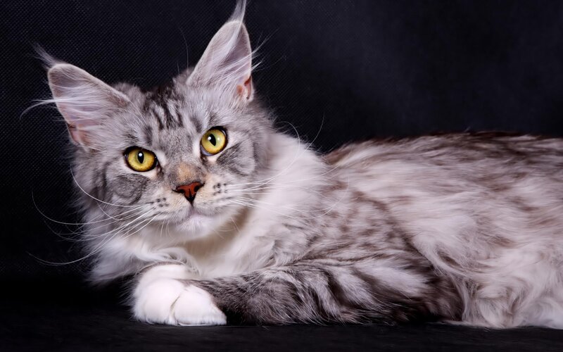Maine Coon Cat — Gray