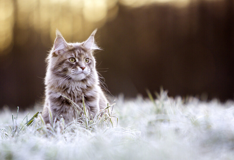 Maine Coon Cat in Grass