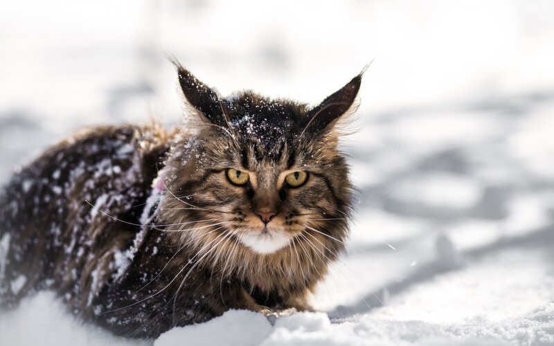Maine Coon Cat in Snow