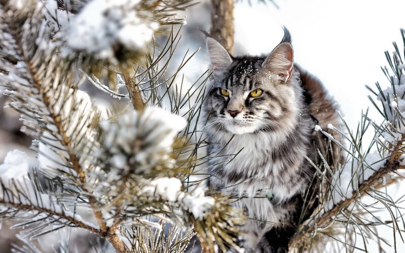 Maine Coon Cat in Tree
