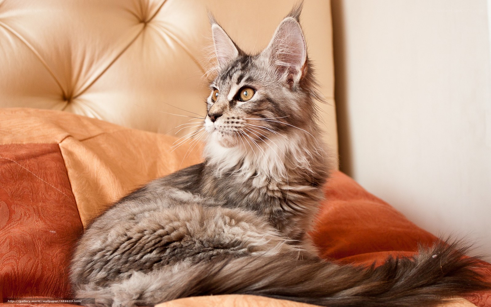 Maine Coon cat on a bed