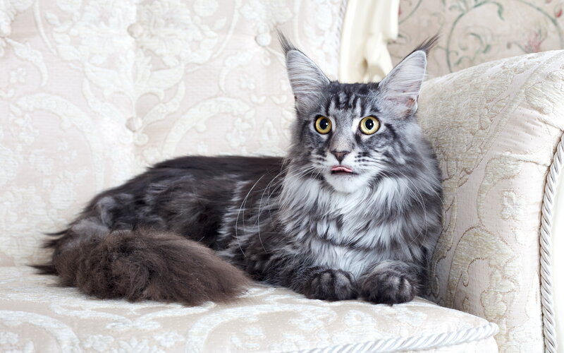 Maine Coon cat on a sofa