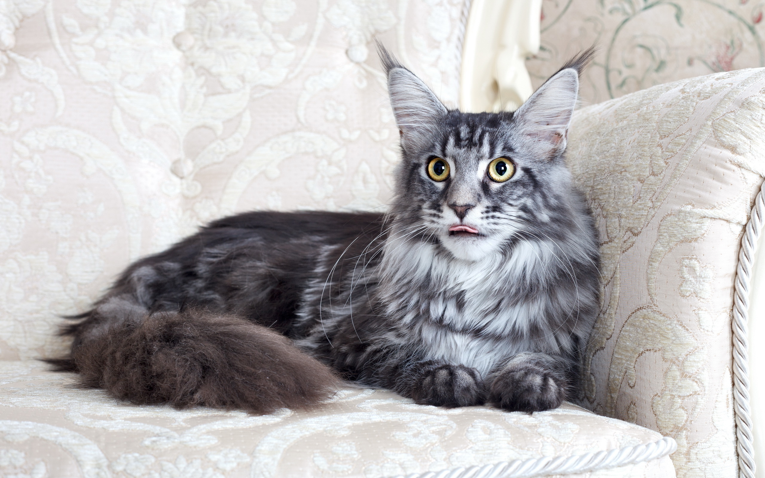 Maine Coon cat on a sofa