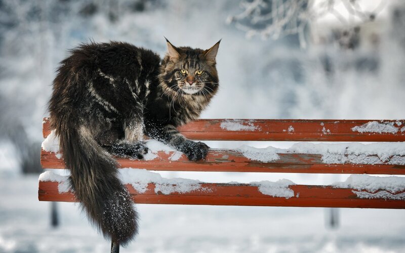 Maine Coon Cat on Bench