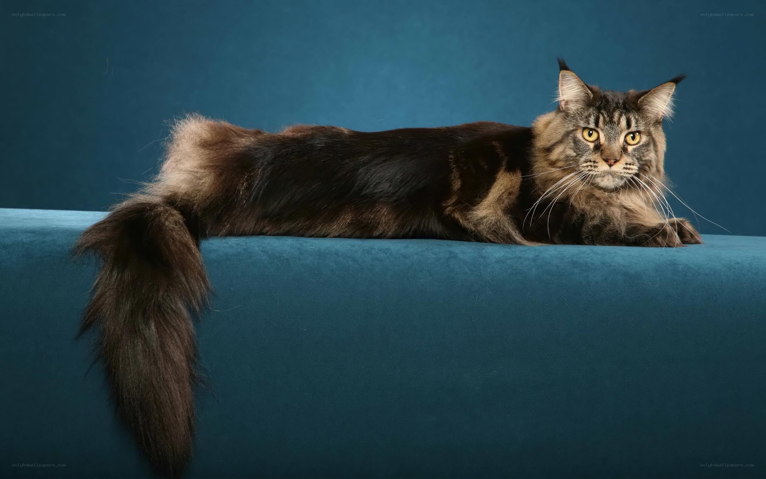 Maine Coon cat on blue couch