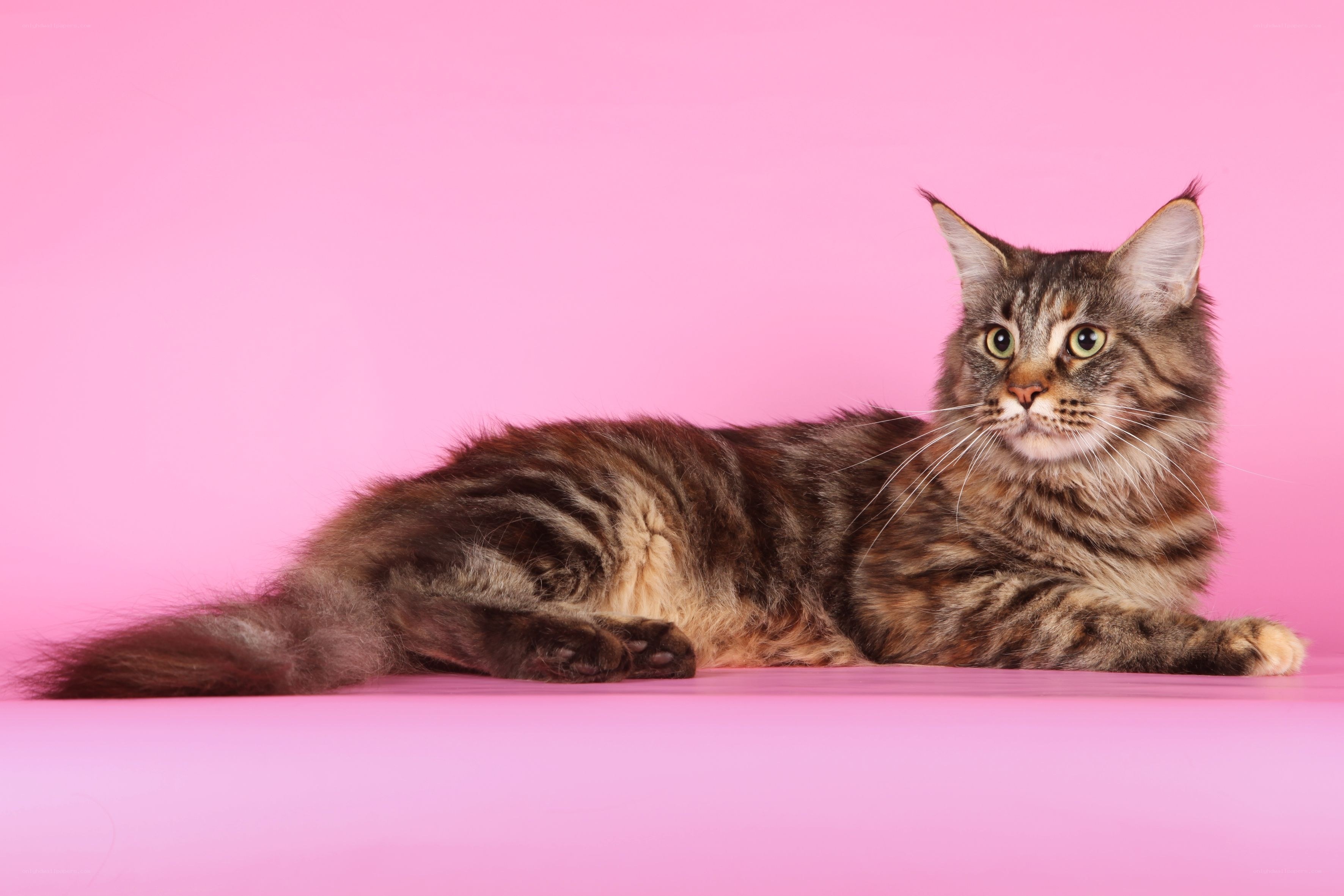 Maine Coon cat on pink