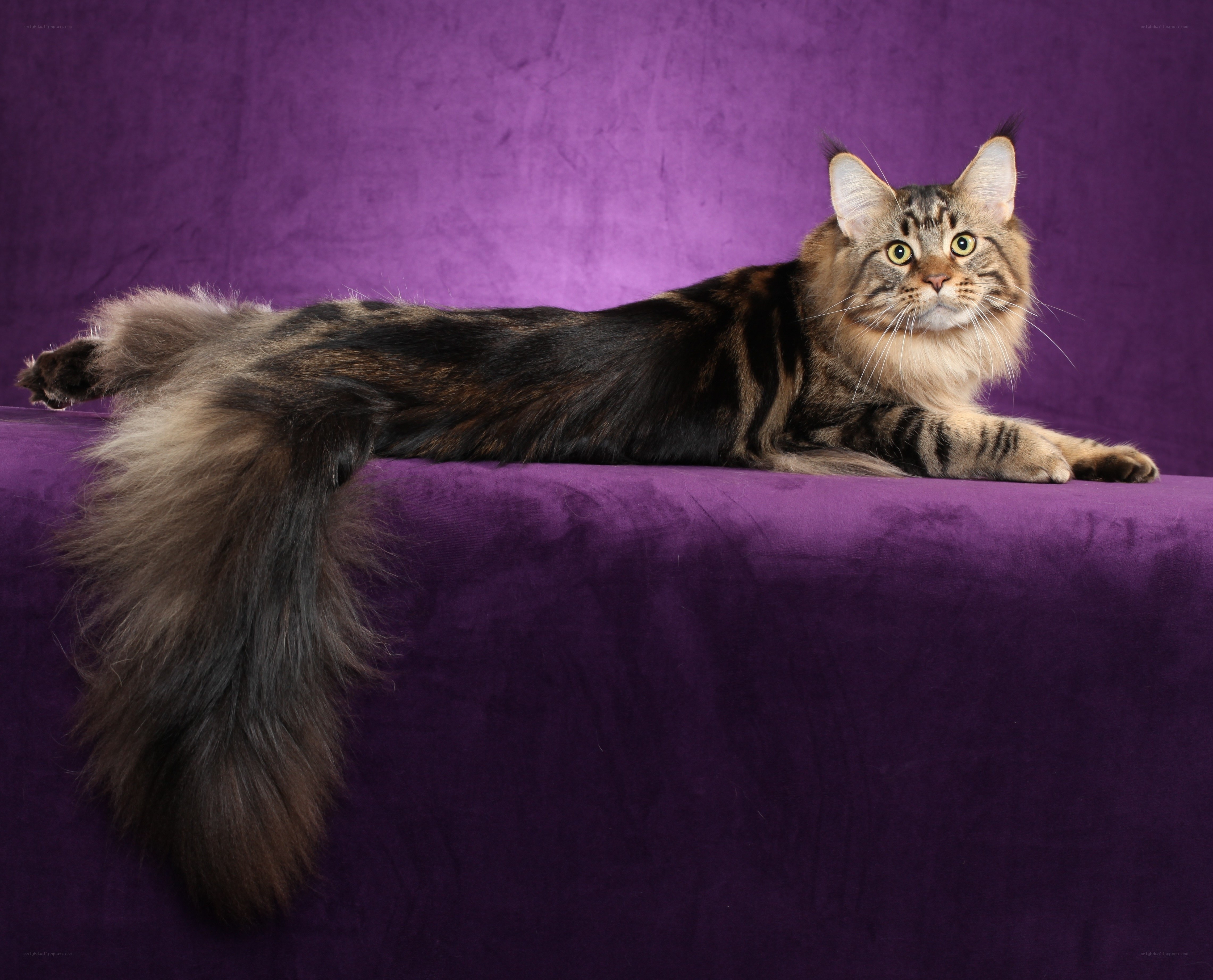 Maine Coon cat on purple