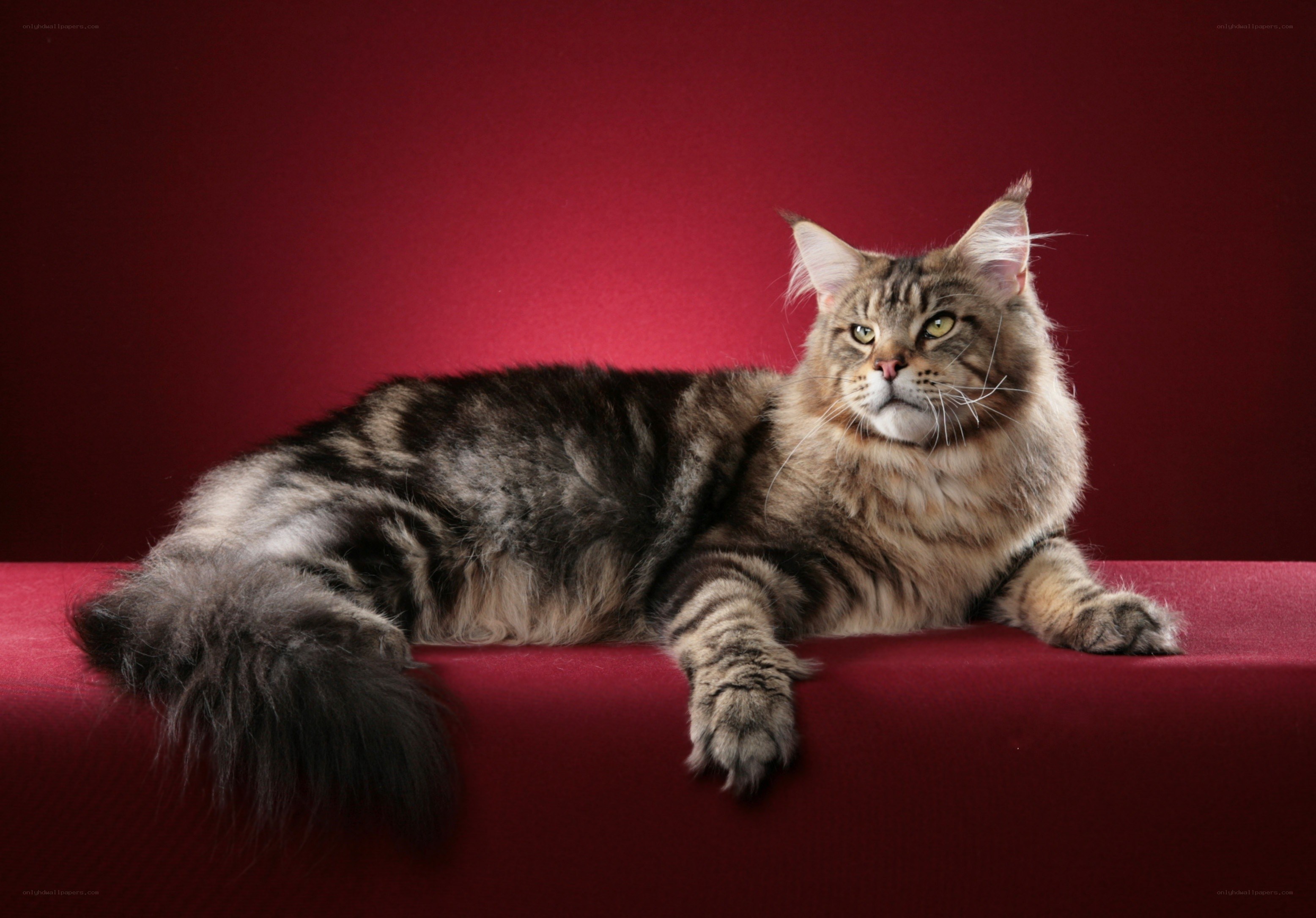 Maine Coon cat on red background