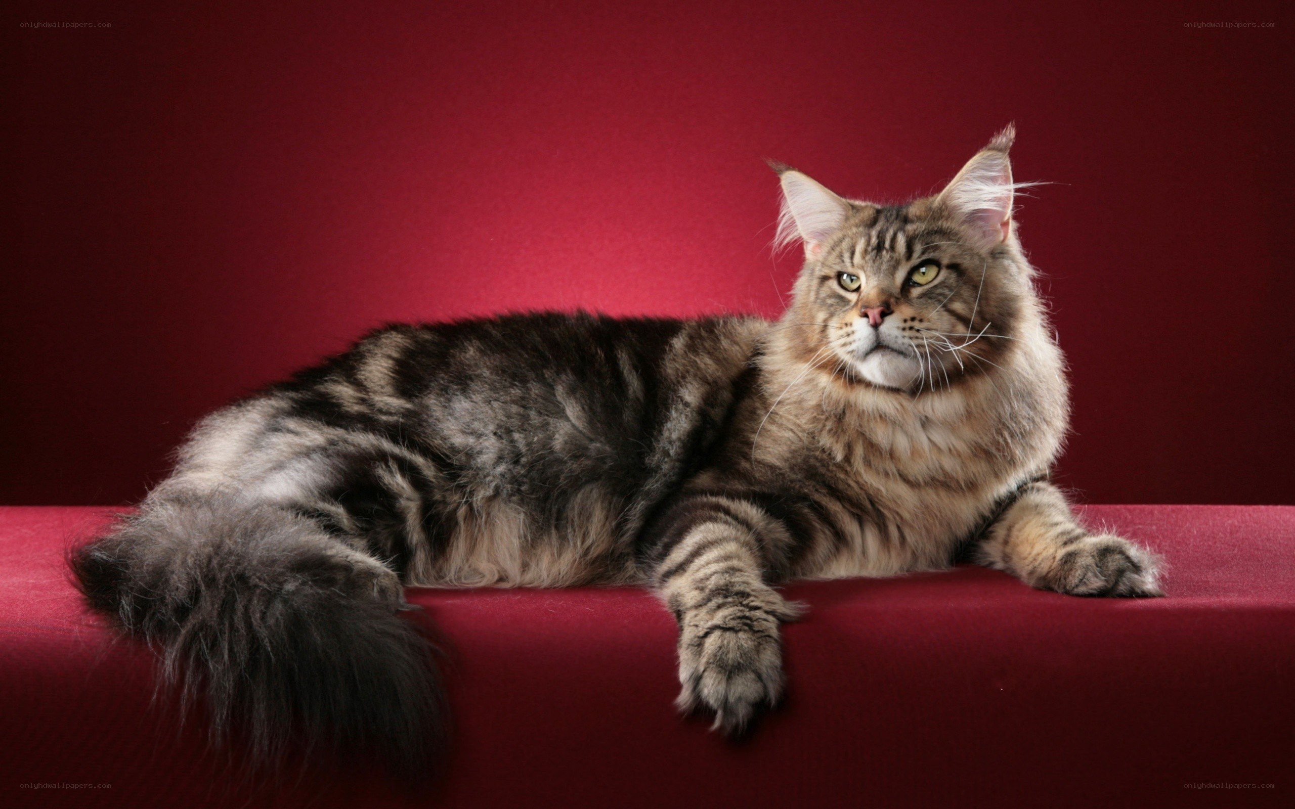 Maine Coon cat on red surface