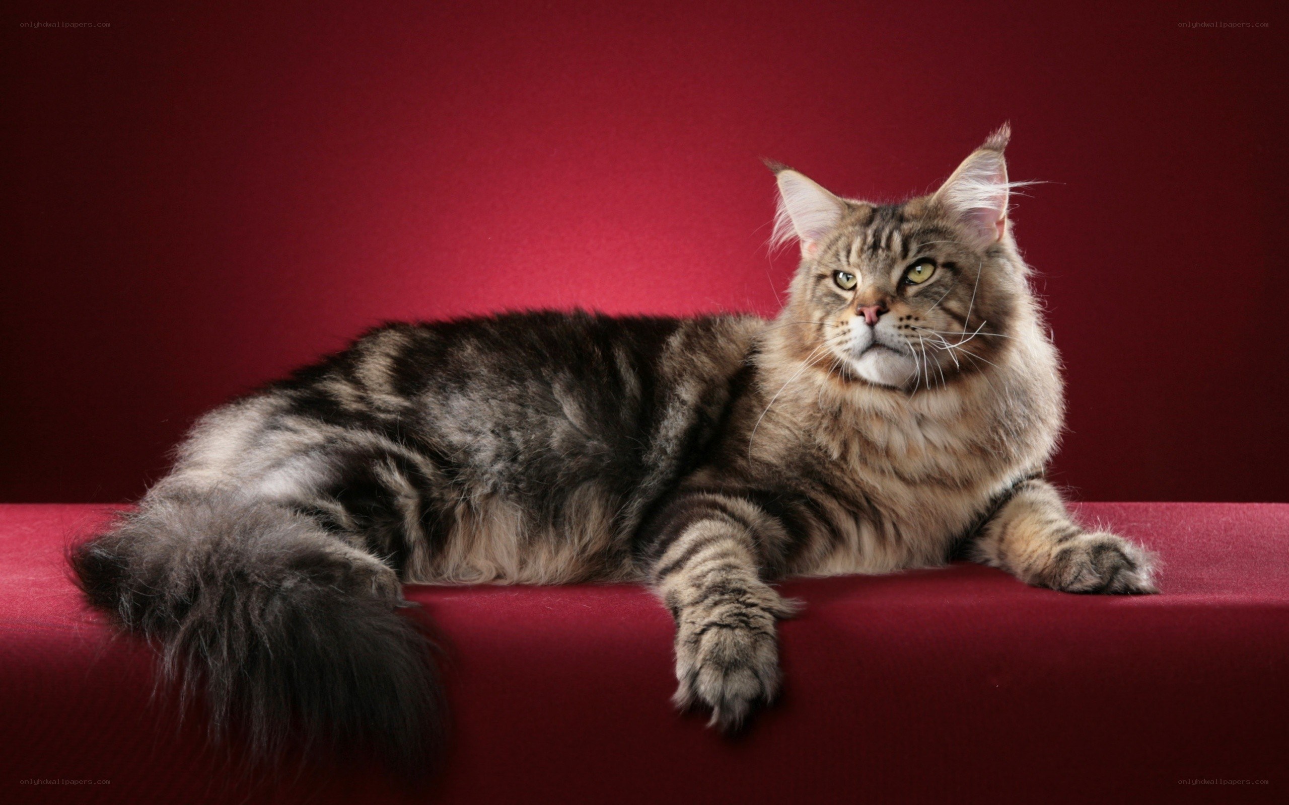 Maine Coon cat on red