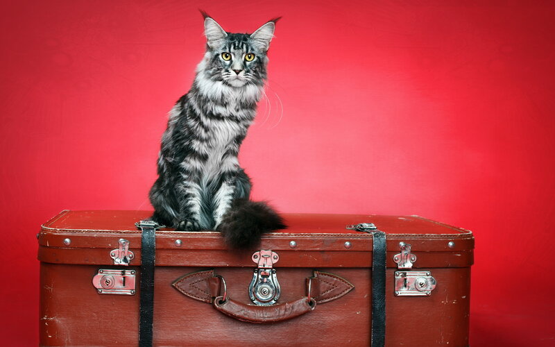 Maine Coon Cat on Suitcase