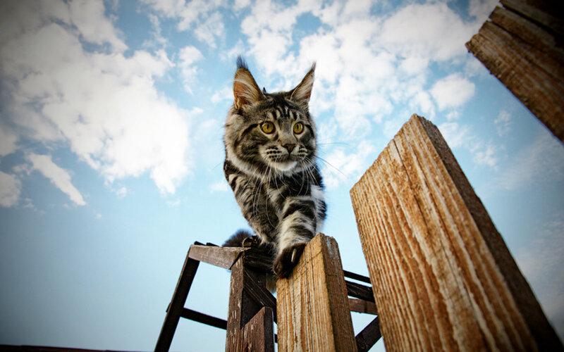 Maine Coon Cat on Wood