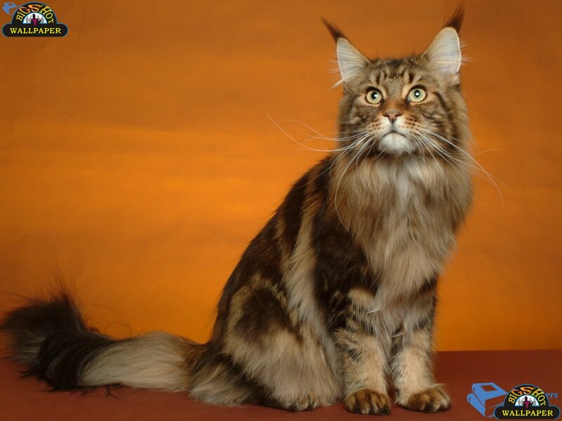 Maine Coon Cat — Orange, Calm, Photograph