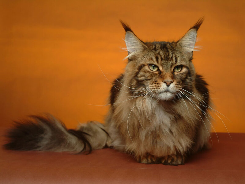 Maine Coon Cat — Orange, Calm, Photograph, Whiskers, Tail